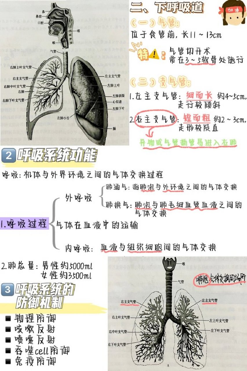 外呼吸是指-(外呼吸是指组织细胞与毛细血管血液之间的气体交换)