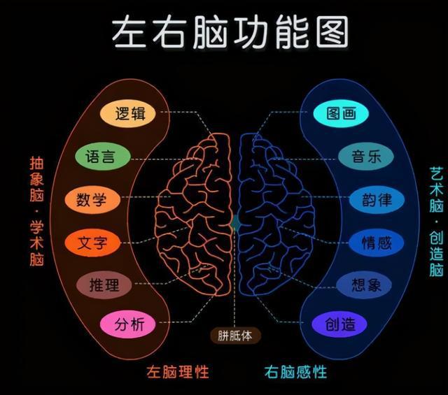 左脑控制什么(左脑控制什么系统)