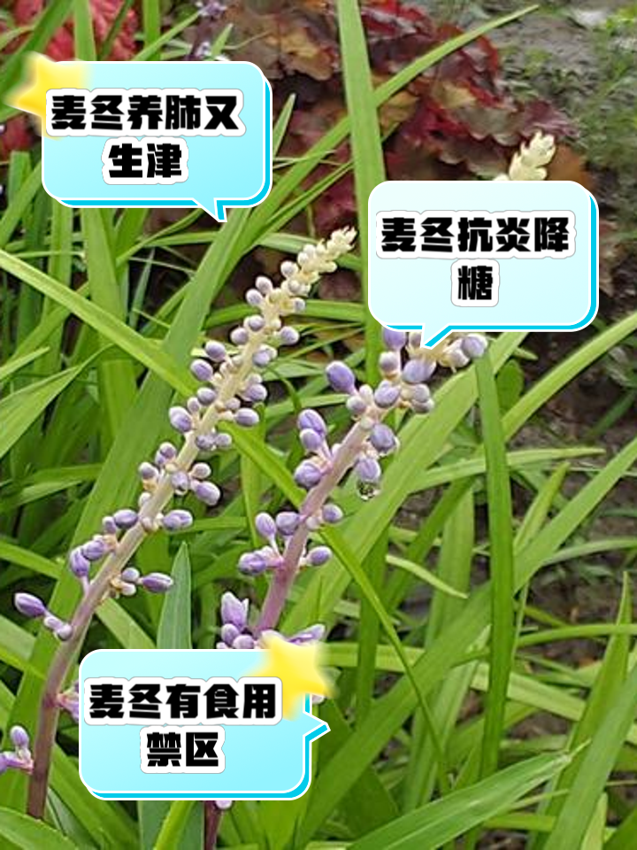 麦冬的作用和功效(麦冬的作用和功效党参)