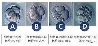 试管胚胎级别(试管胚胎级别6个档次)
