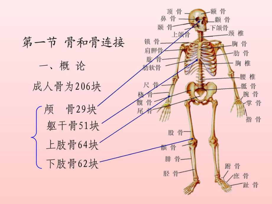 骨连接-骨连接是关节吗