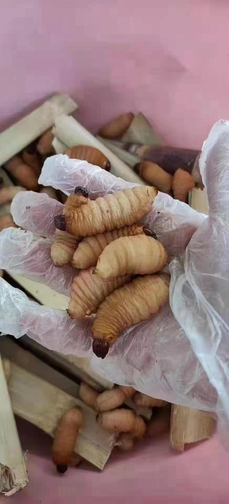 竹虫的功效和作用-中医竹虫的功效和作用