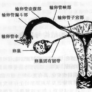 子宫底-子宫底部有肌瘤怎么办