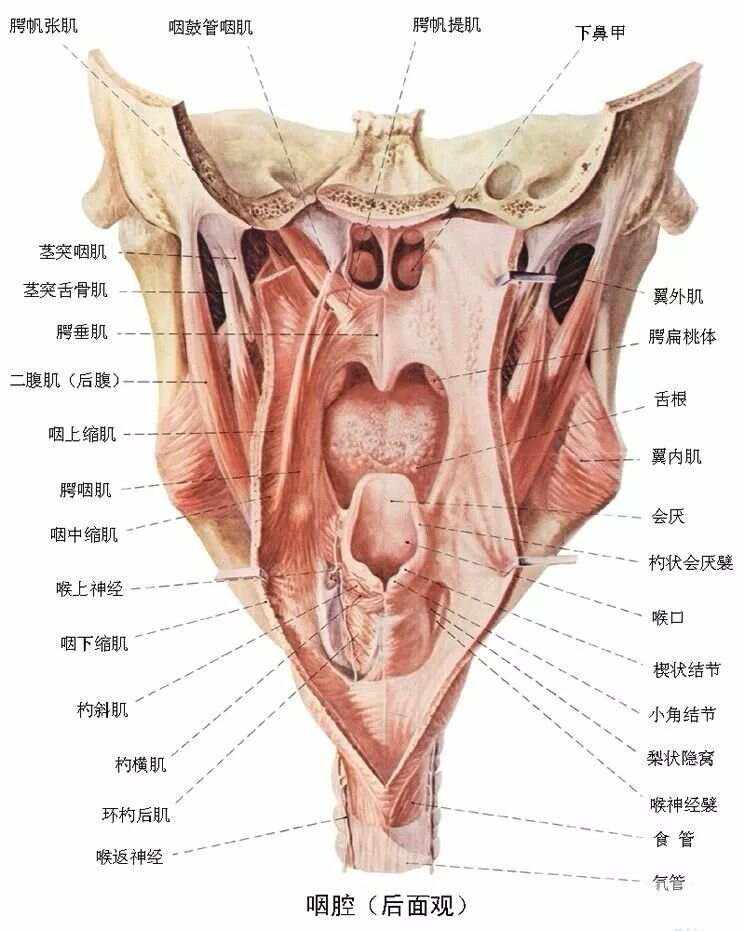 咽峡的构成(咽峡的构成有腭咽弓吗)