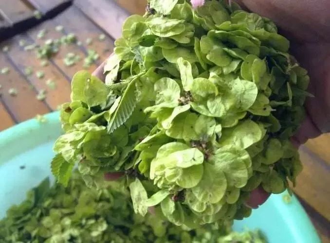 芜荑的功效与作用-(芜荑的功效与作用冶高热高烧发烧)