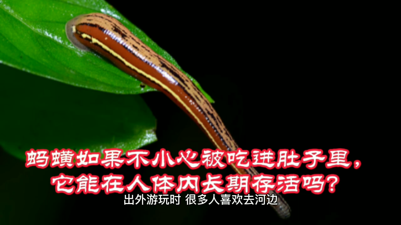蚂蟥能吃吗(螺丝里有蚂蟥能吃吗)