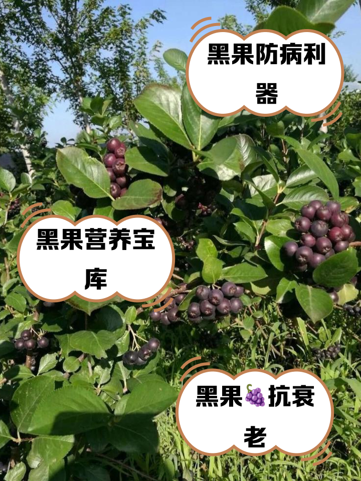 黑果腺肋花楸果-(黑果腺肋花楸果茶的功效)