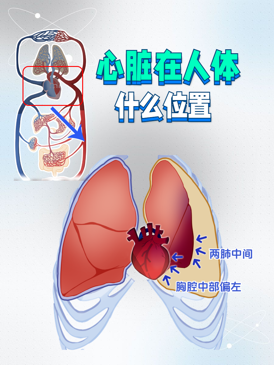 人有几个心脏-(人有几个心脏几个心房)