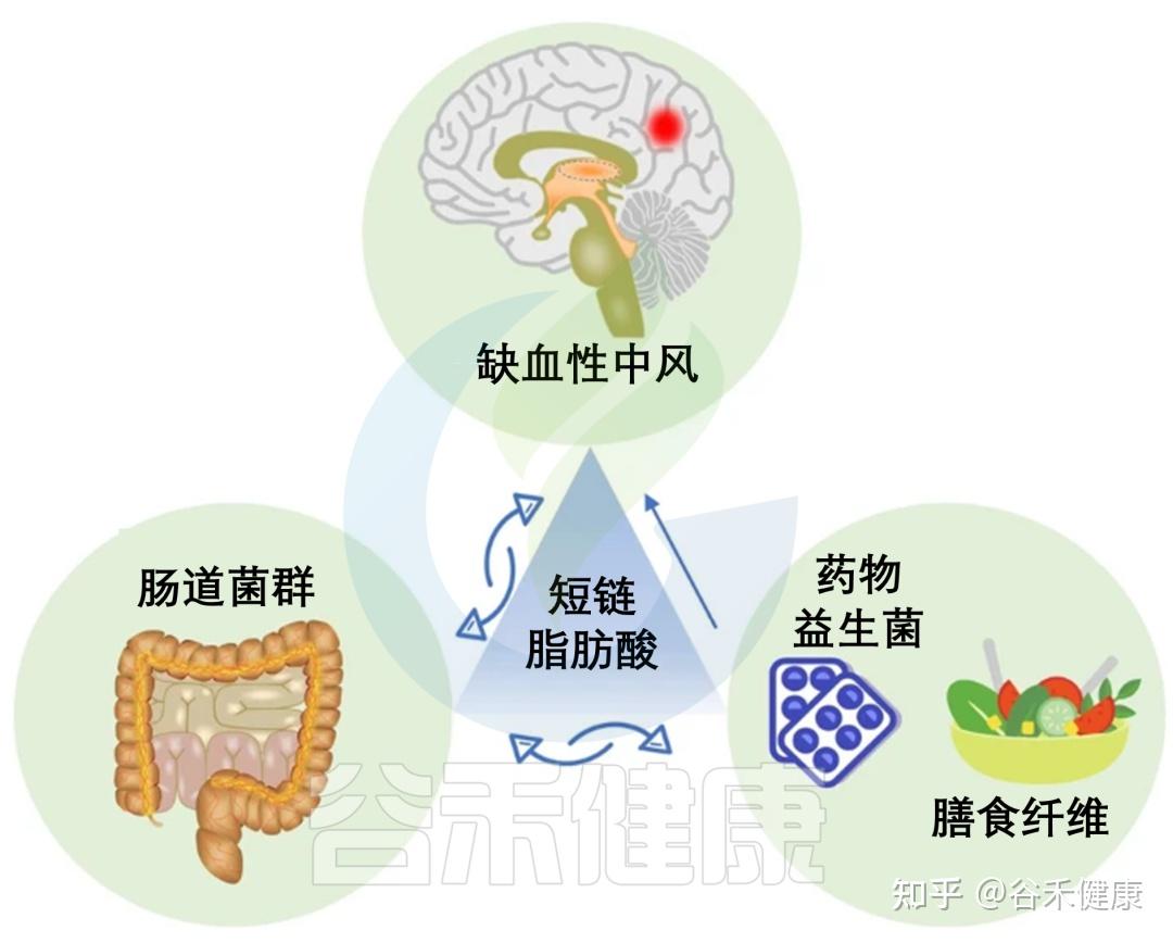 三甲胺尿症-三甲胺尿症的诊断方法