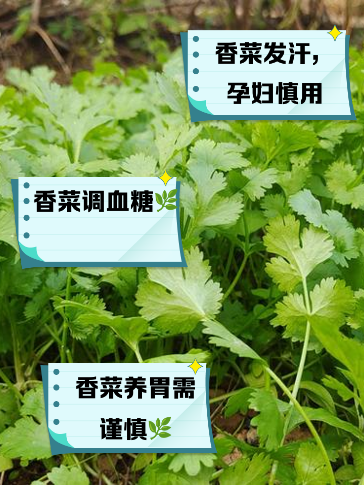 孕妇能不能吃香菜(孕妇能不能吃香菜根)