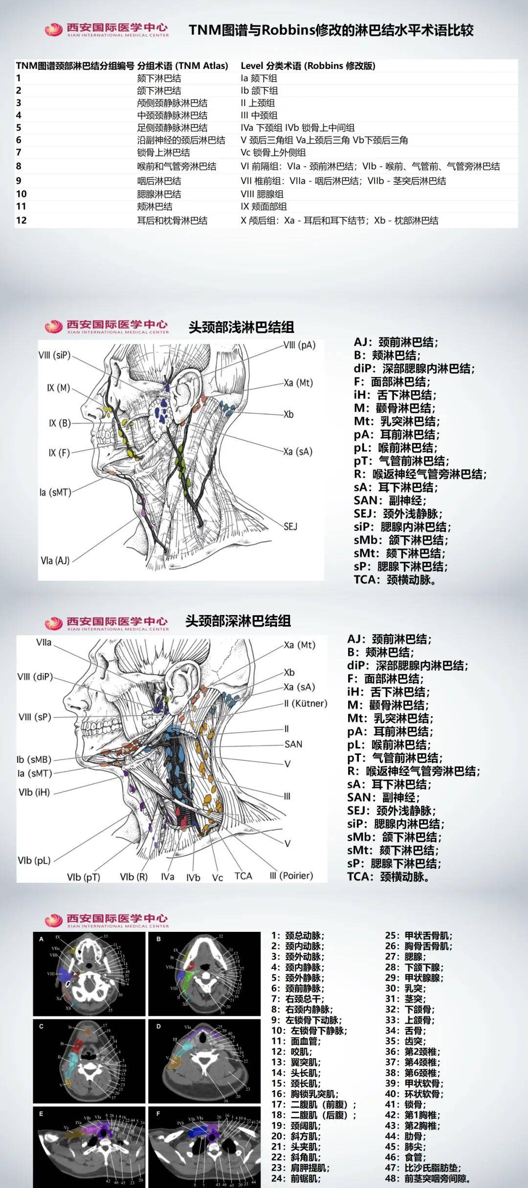 淋巴结分区-颈部淋巴结分区