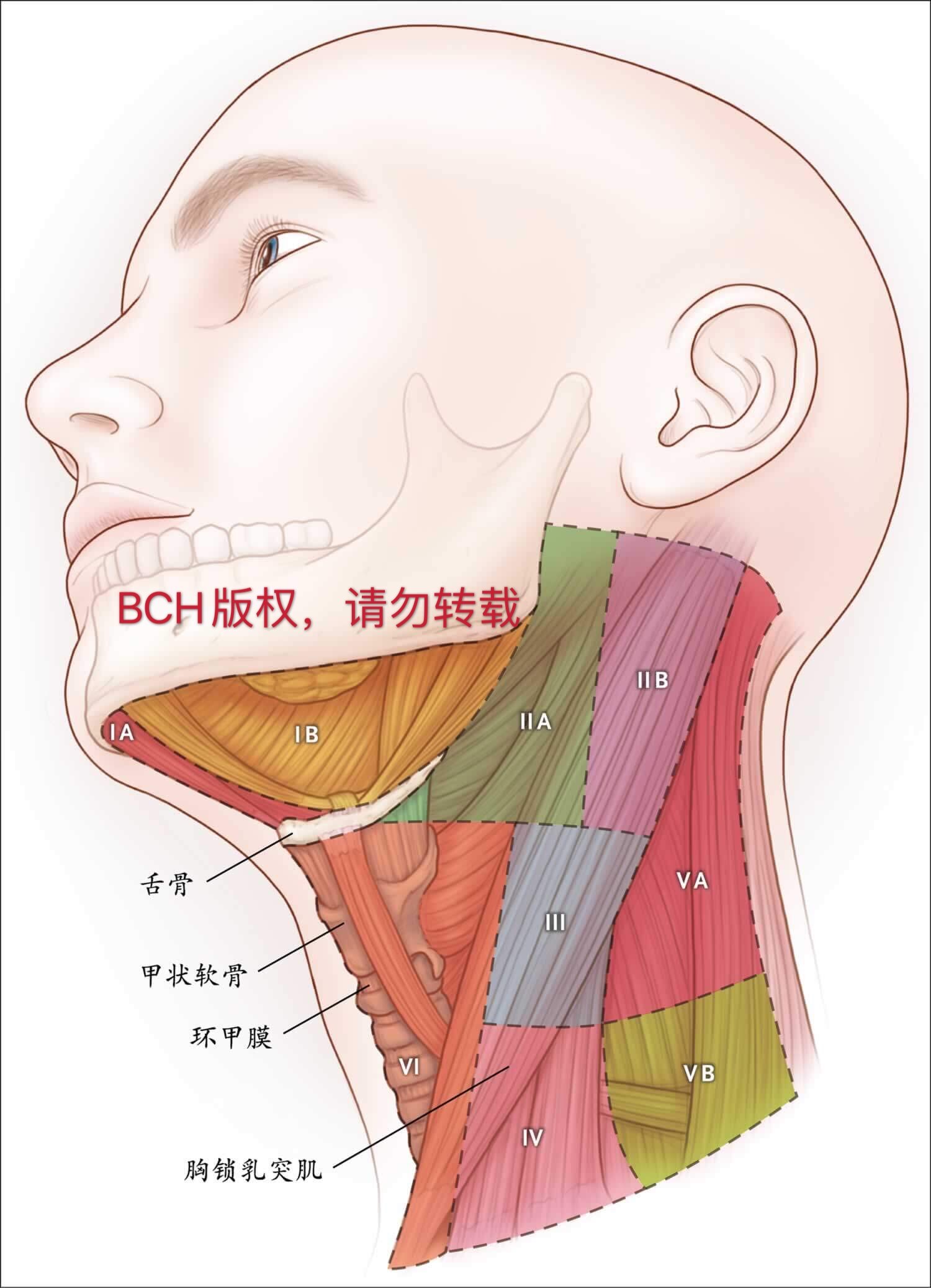 淋巴结分区-颈部淋巴结分区