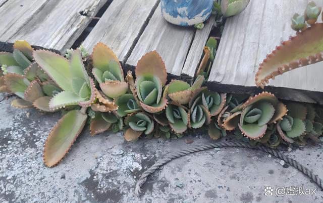 不死鸟植物-棒叶不死鸟植物