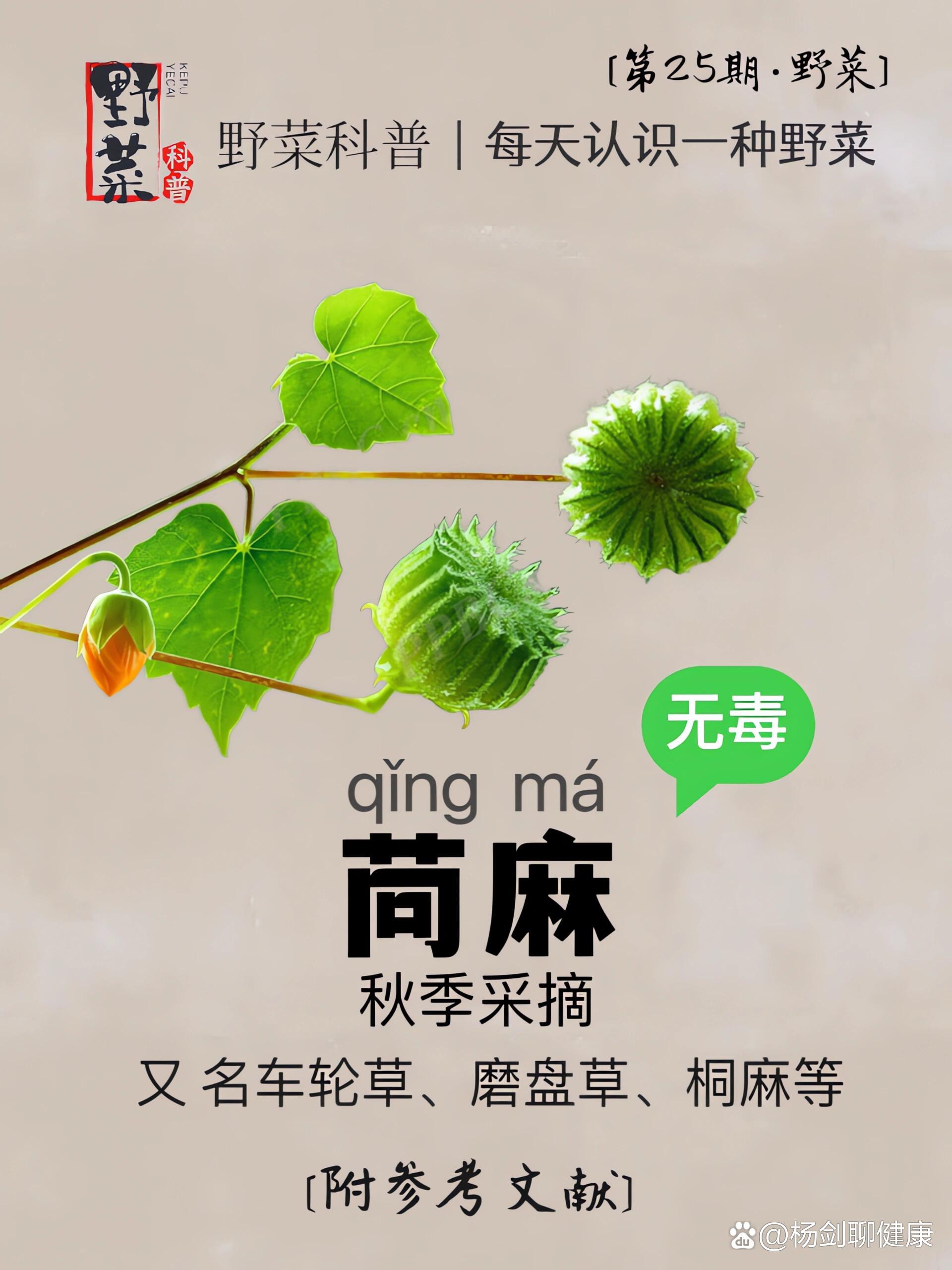 卜子的功效与作用-(卜子的功效与作用是什么呢)