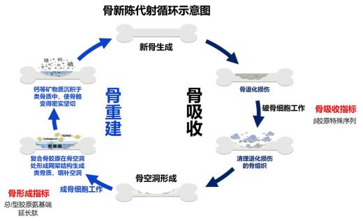 骨代谢指标-ctx骨代谢指标