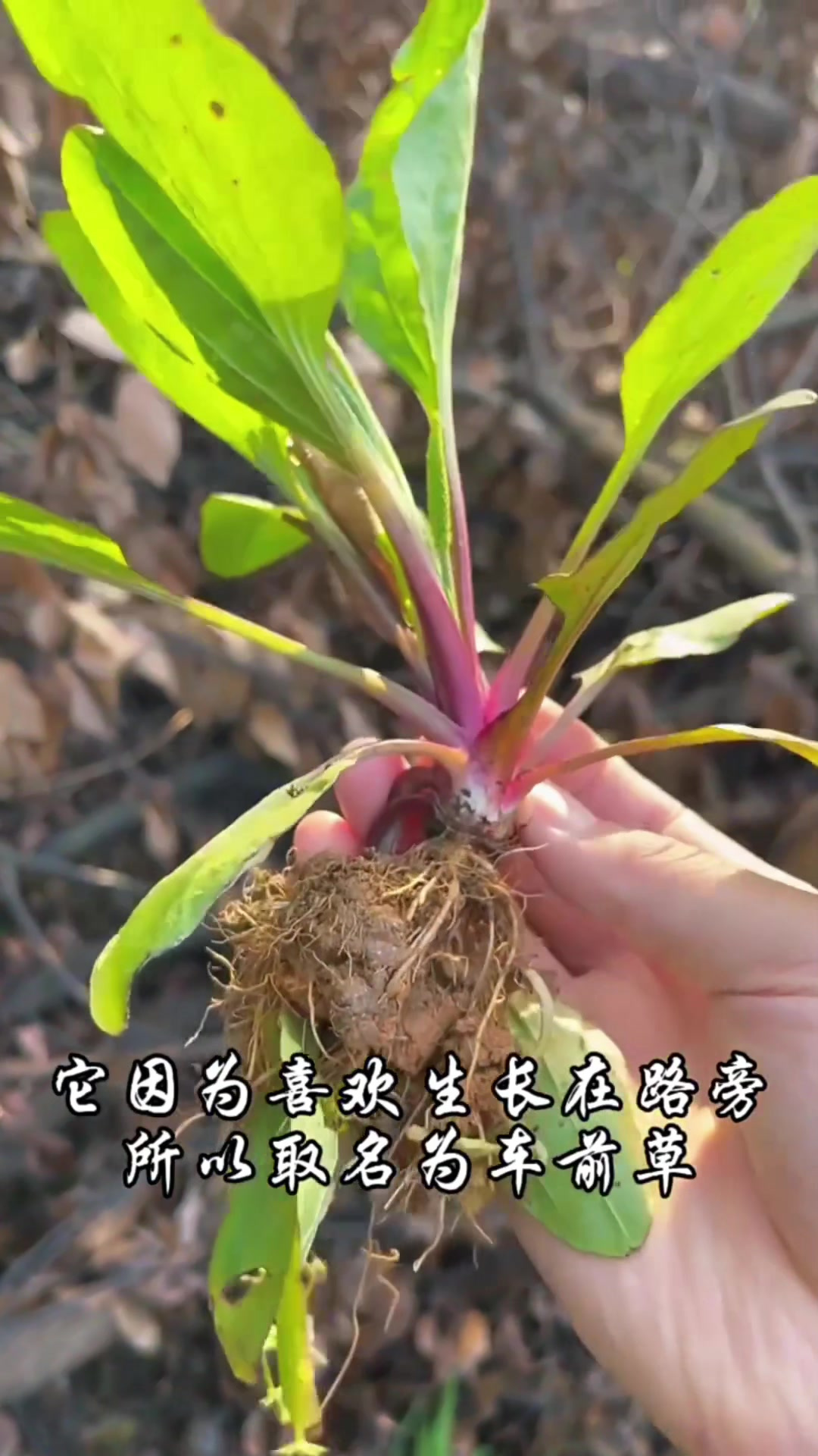 关于蒲公英的资料-关于蒲公英的资料摘要