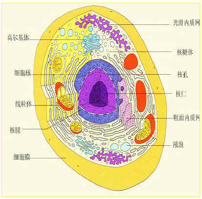 真菌细胞结构-真菌细胞结构包括什么