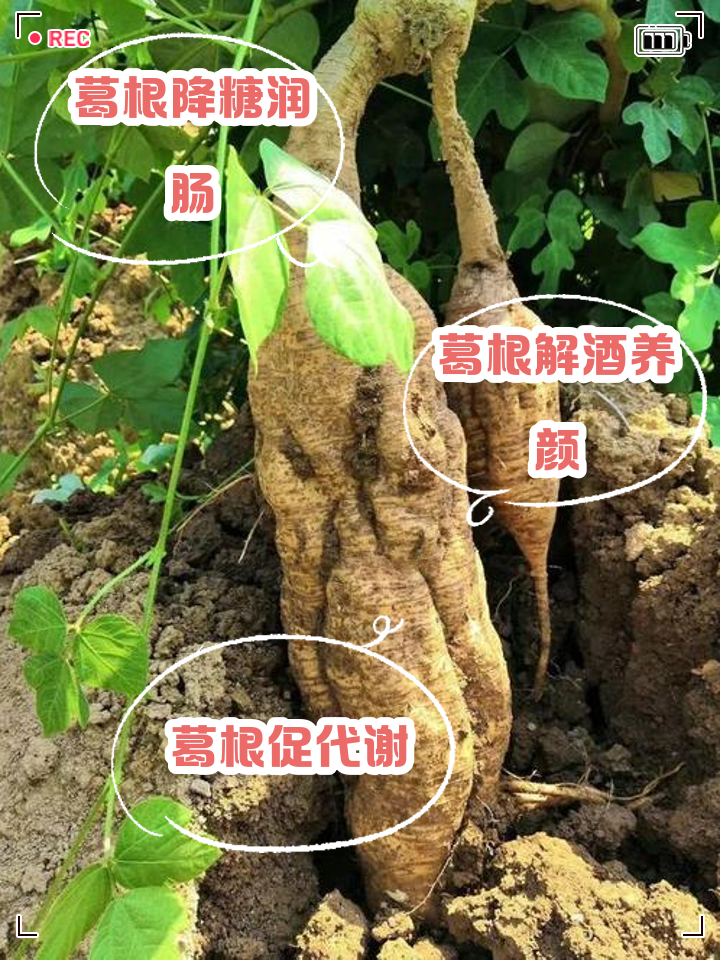 葛根作用-野生葛根作用